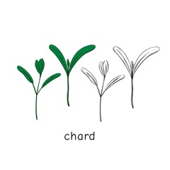 Hand drawn buckwheat micro greens. Vector illustration in sketch style isolated on white background.
