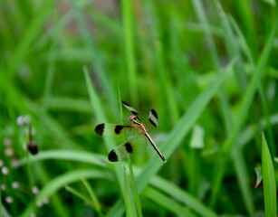 Yellow dragonfly closely, close to green grass, environmental concepts and ecological balance Copy Space
