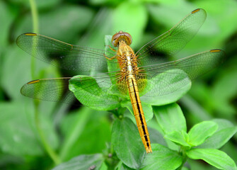 Yellow dragonfly closely, close to green grass, environmental concepts and ecological balance