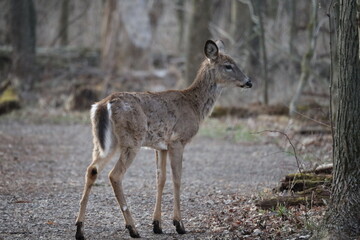 White Tailed Deer