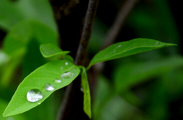 water droplets on leaves green blur background after rainstorm copy space