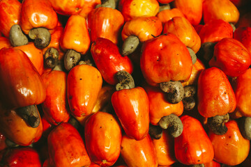 BRAZILIAN CASHEW