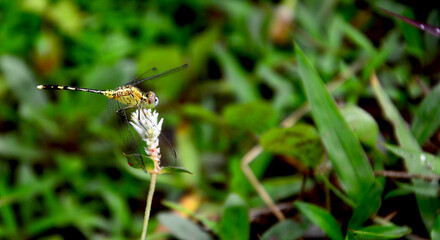 Yellow dragonfly closely, close to green grass, environmental concepts and ecological balance Copy Space