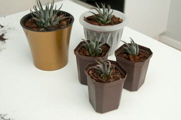 small succulents in pots on a white table, homemade aromatic plants and succulents in a pot on the table. Succulents home decoration ideas.