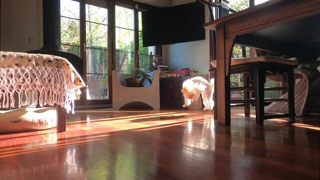 PERRO BICHON MALTES EN CASA