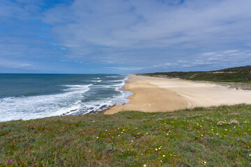 wide endless golden sand beach with a wildflower meadow in the foreground