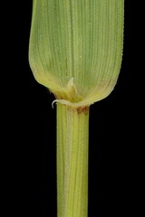 Common Couch (Elymus repens). Ligule and Leaf Sheath Closeup