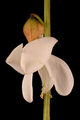 Fototapeta na wymiar False Acacia (Robinia pseudoacacia). Isolated Flower Closeup