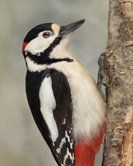 Great spotted woodpecker (Dendrocopos major) male closeup.
