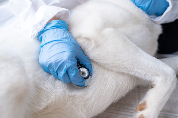 Veterinarian examining dog breathing heartbeat touching his chest with stethoscope. The concept of vet practice in veterinary clinic