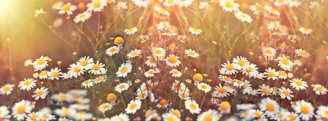 Field of daisies, beautiful flowering wild chamomile, beauty nature in meadow, beautiful flower in...