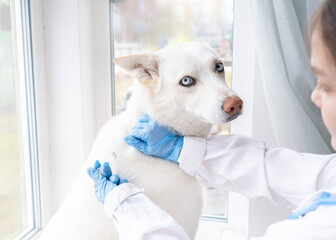 veterinary surgeon is giving the vaccine to the white dog. Veterinarian examining dog breathing heartbeat touching his chest with stethoscope. The concept of vet practice in veterinary clinic