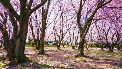 Naklejka premium 粟嶋神社の満開の桜