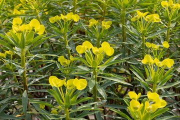  Yellow blooming Euphorbia dendroides close up
