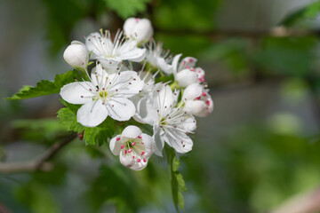 The flowers of the parsley hawthorn tree are small but intricate.