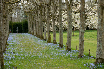 a carpet of violet blue chionodoxa sweeping the pleached lime walk with beautiful cherry blossom in the background - obrazy, fototapety, plakaty