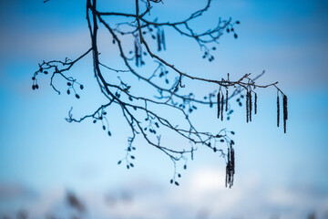 Silhouette of an alder branch against the blue sky