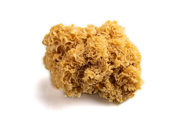 Fototapeta premium Raw Sparassis (Cauliflower Mushroom) isolated on white background. side view.