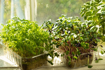 Boxes with microgreen sprouts of marigold and radish on white windowsill. Daylight, sunlight. Side view.