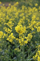 field of yellow flowers