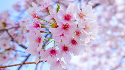 粟嶋神社の満開の桜