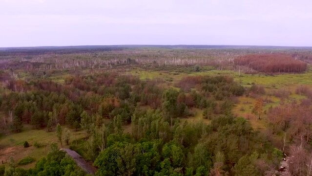 Aerial view of a dead radioactive red forest. Chernobyl exclusion zone