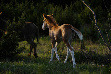 Obraz na płótnie Canvas Foal horse in spring field during sunset at play with mini donkey from Texas pasture.