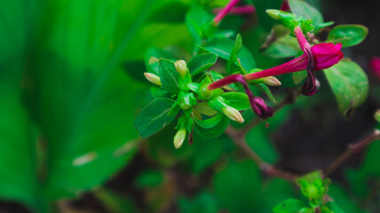 Flowers blooming in the garden behind the house