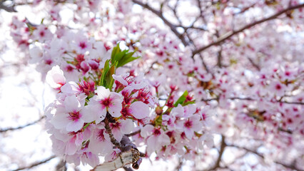 粟嶋神社の満開の桜