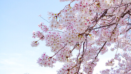 粟嶋神社の満開の桜
