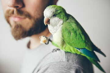 Fototapeta premium Cropped photo shoot of beard men profile with his pet - green parrot. Domesticated Quaker Parakeet is sitting on shoulders and eating a treat and is looking at camera with curiosity expression. 