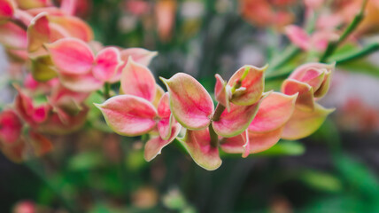 Obraz premium Flowers blooming in the garden behind the house