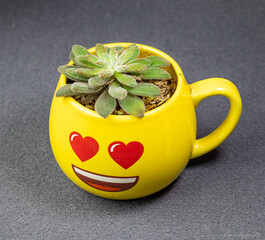 suculenta coraz&oacute;n 