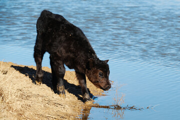 Young cow at pond water shows calf trying to get a drink on farm.