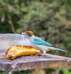 ave o p&aacute;jaro tangara rastrojera