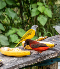 birds red and yellow