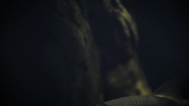 Common chub (Squalius cephalus) swimming in a dark underwater environment, close-up