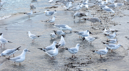 Seagulls walk along the seashore, standing on sandy beach by Baltic sea.