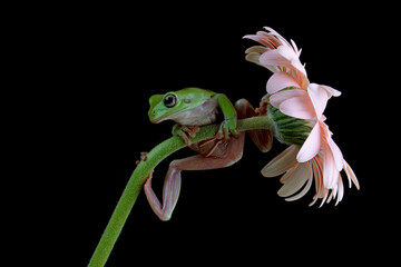 Dumpy Tree Frog (Litoria caerulea) or Australian Green Tree Frog perched on a flower stalk.