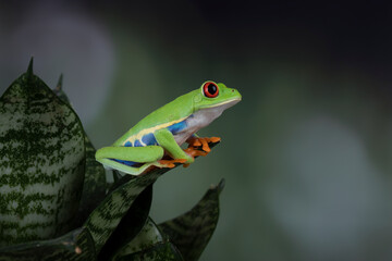 Red-eyed Tree Frog (Agalychnis callidryas) on leaves