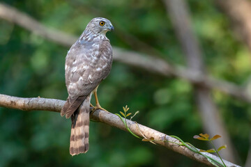 Image of Shikra Bird ( Accipiter badius) on a tree branch on nature background. Animals.