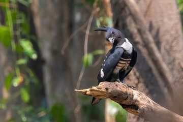 Image of black baza bird (Aviceda leuphotes) on a tree branch on nature background. Animals. - obrazy, fototapety, plakaty