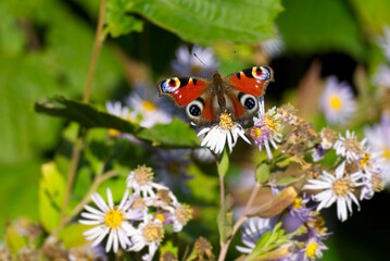 European peacock butterfly (Aglais io) sitting on Spanish Daisy in Zurich, Switzerland