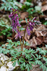Gefingerter Lerchensporn (Corydalis solida) auf der Schwäbischen Alb