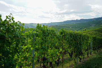 Fototapeta na wymiar Grapes and vineyards