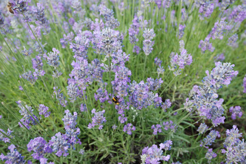 Bush of fragrant lavender flowers in the countryside