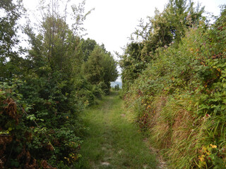 Fototapeta na wymiar Hill path, La Morra, Piedmont - Italy