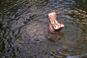 Hippopotamus in water. Top view of a large hippo yawning.
