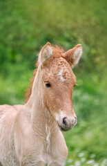 
A cute icelandic horse foal, light red brown, looking curiously and cocks its ears forward, head portrait, in a spring meadow