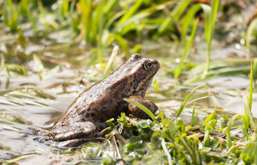 frog sitting on the grass in the river